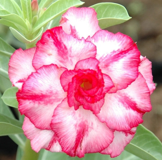  Triple Amazing Thailand Adenium Plant