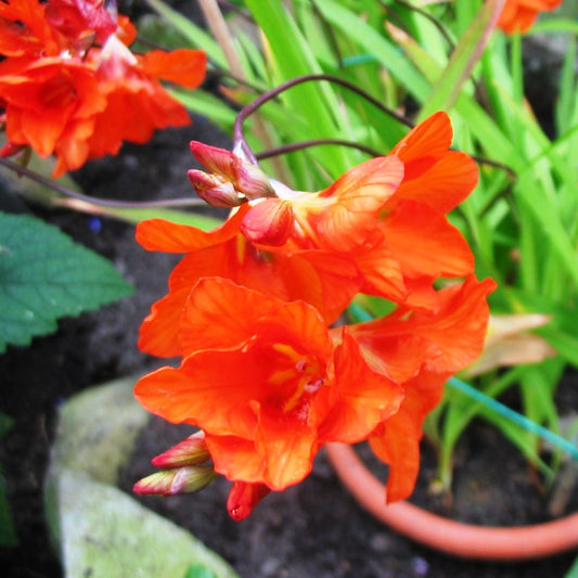  Tritonia Crocata (Bulbs)