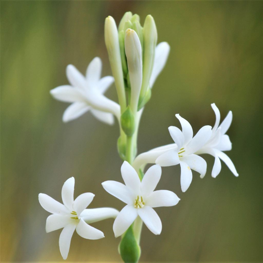  Rajnigandha Mexican Tuberose Single Petal (Bulbs)