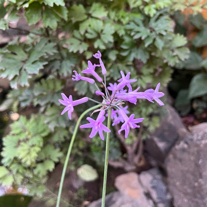  Tulbaghia Violacea - Sweet Garlic (Rhizomes)