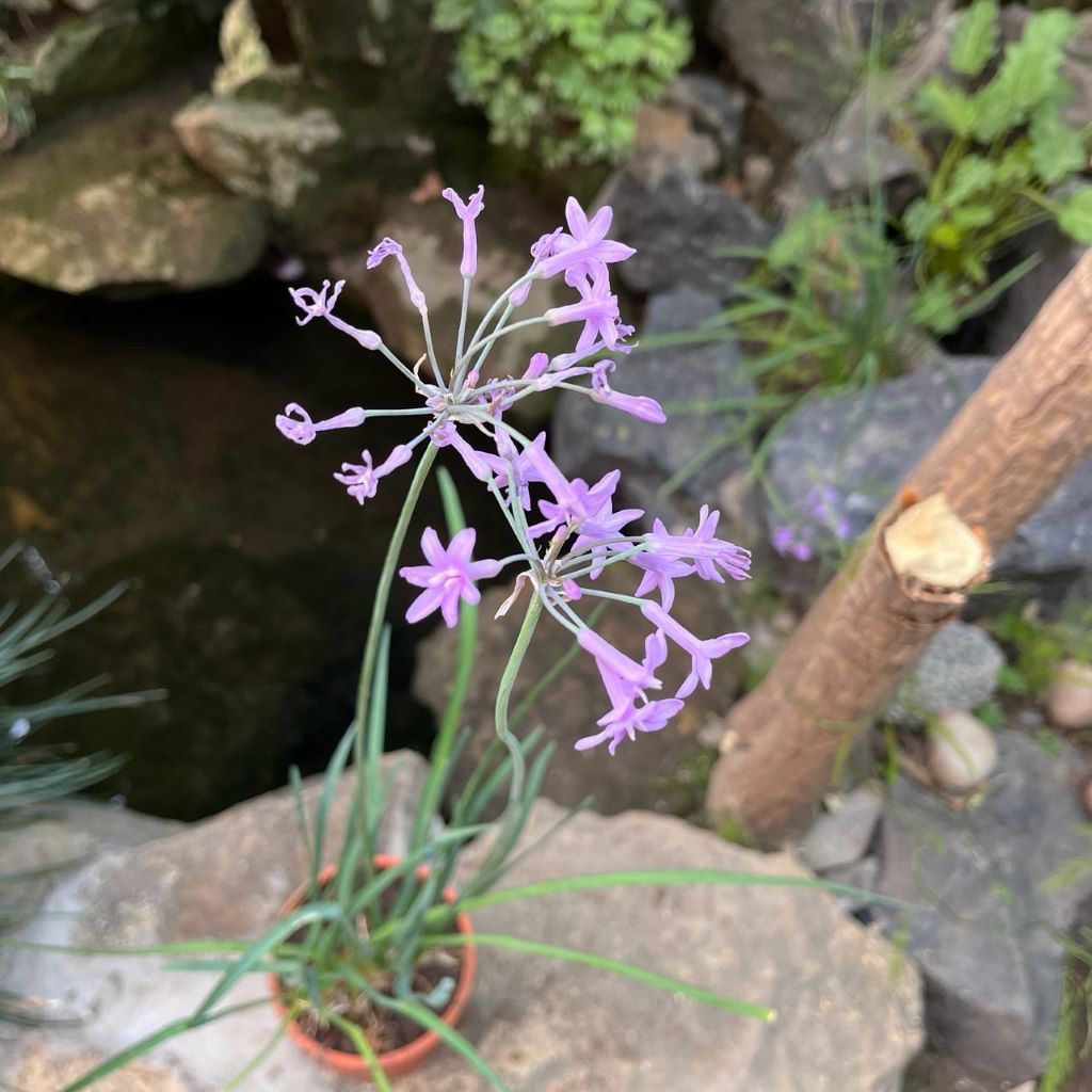 Tulbaghia Violacea - Sweet Garlic (Rhizomes)