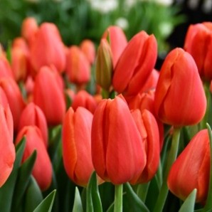  Tulip ‘Orange Juice’ (Bulbs)