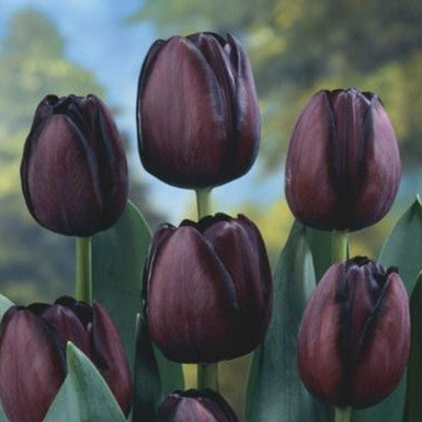  Tulip ‘Queen Of Night’ (Bulbs)
