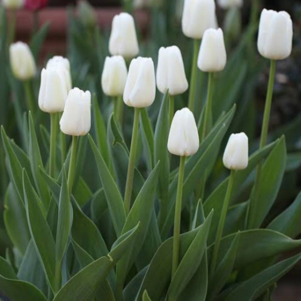  Tulip ‘White Prince’ (Bulbs)