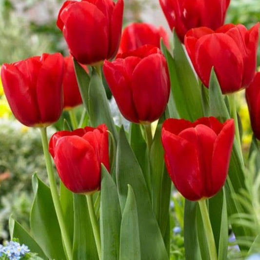  Tulips - Red Impression (Bulbs)