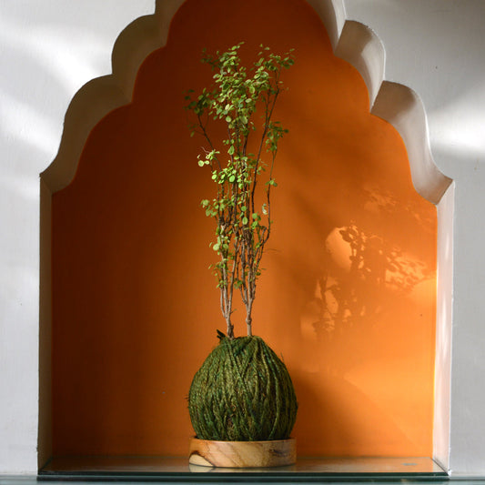  Kokedama Moss Ball Roseo Picta Plant