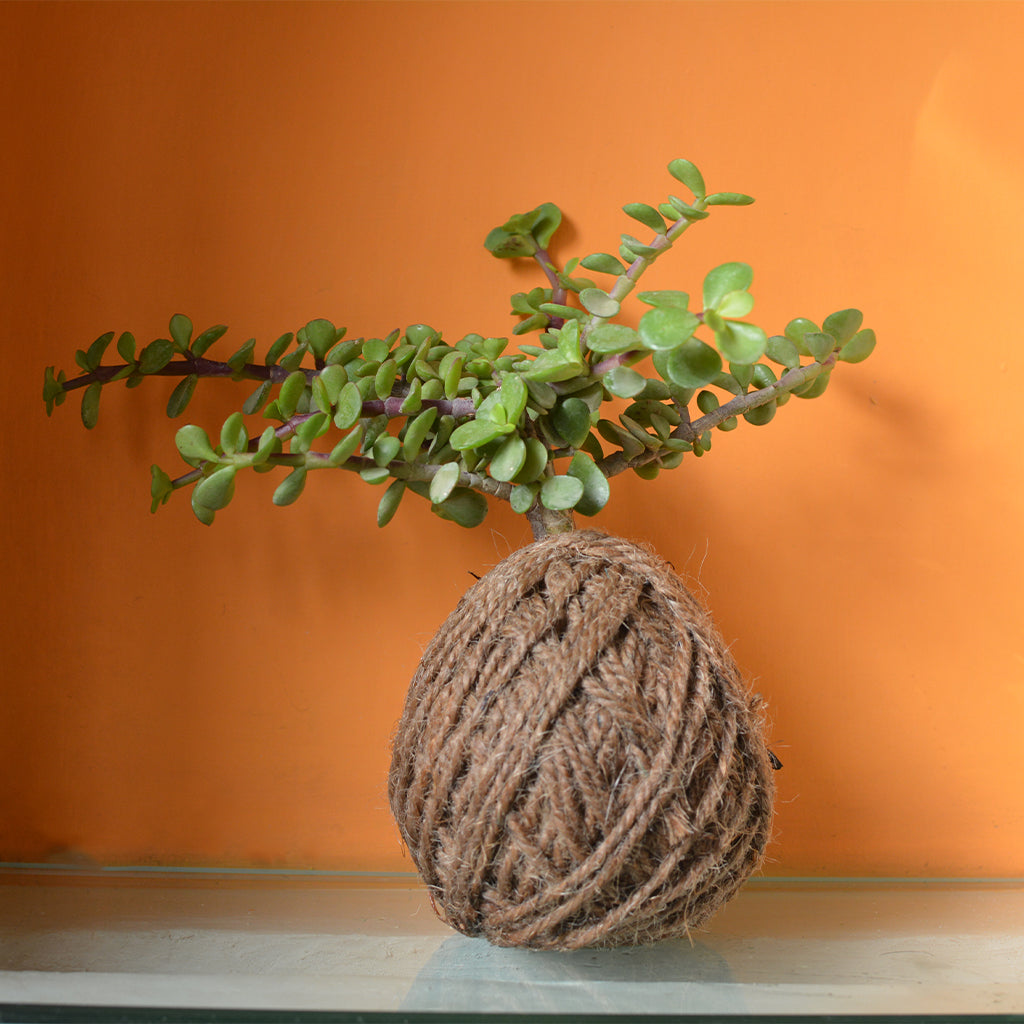  Kokedama Moss Ball Dwarf Jade Plant