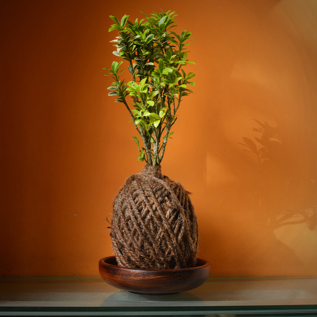  Kokedama Moss Ball - Microphylla Variegatus