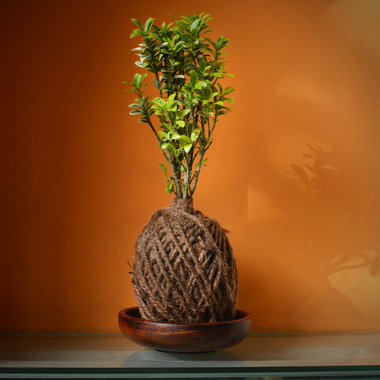 Kokedama Moss Ball - Microphylla Variegatus