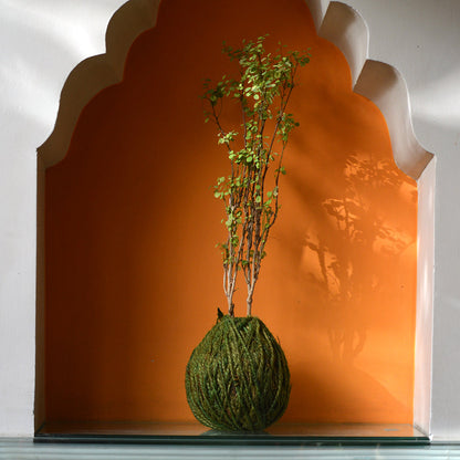  Kokedama Moss Ball Roseo Picta Plant