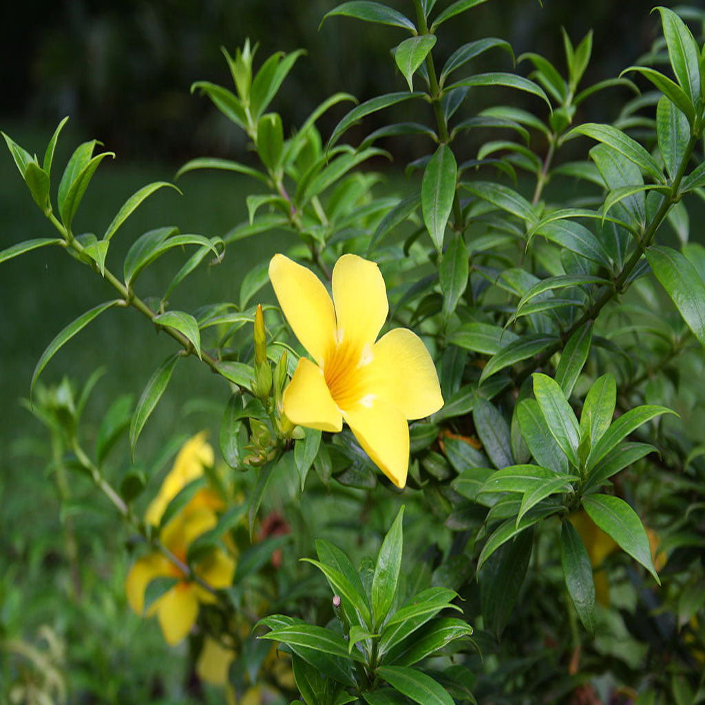  Allamanda Cathartica Compacta Plant