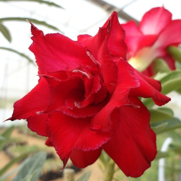  Valentine Rose Adenium Plant
