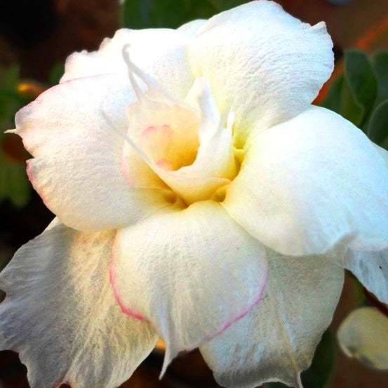  Viva Las Vegas Adenium Plant