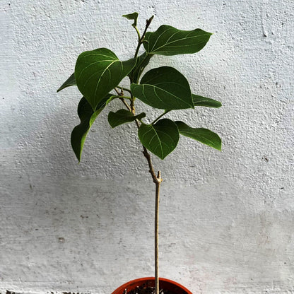  Vallaris Solanacea Plant