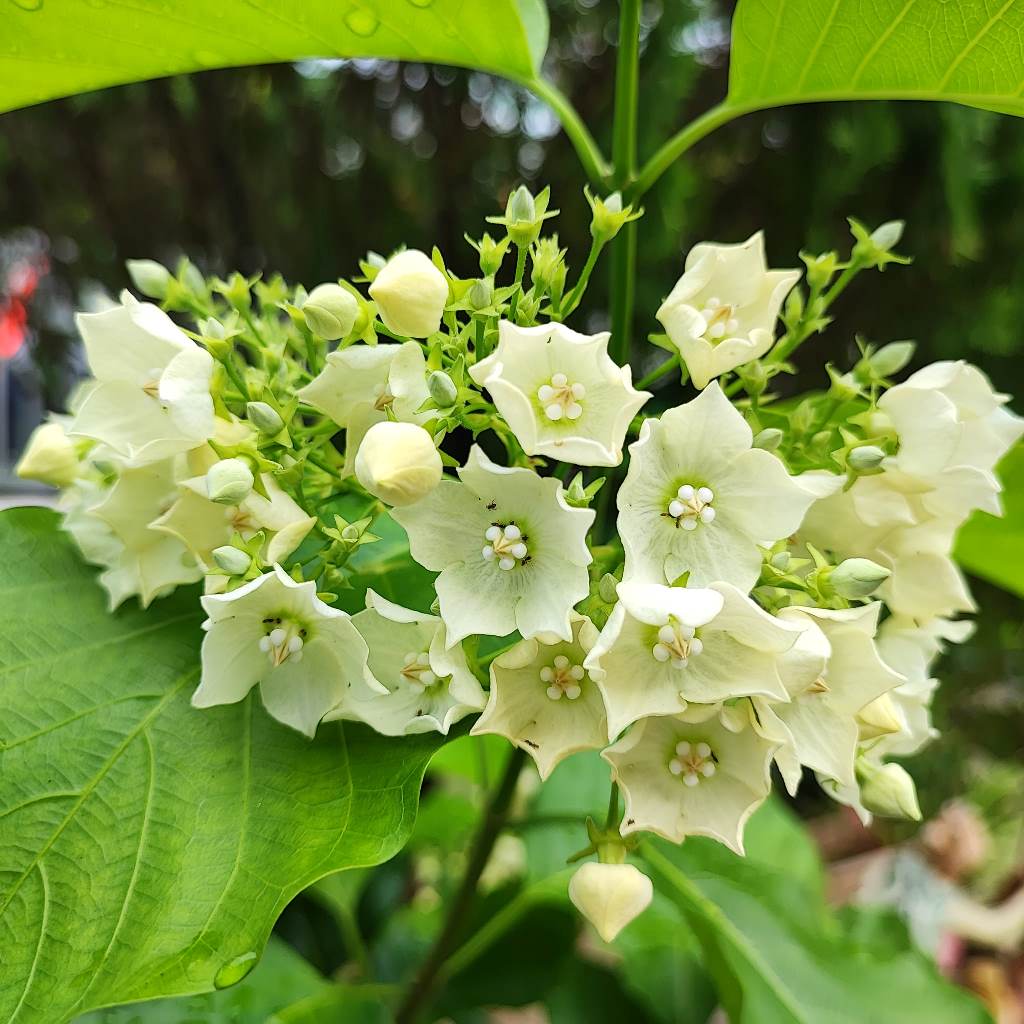  Vallaris Solanacea Plant