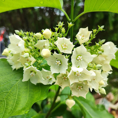  Vallaris Solanacea Plant