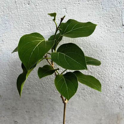  Vallaris Solanacea Plant