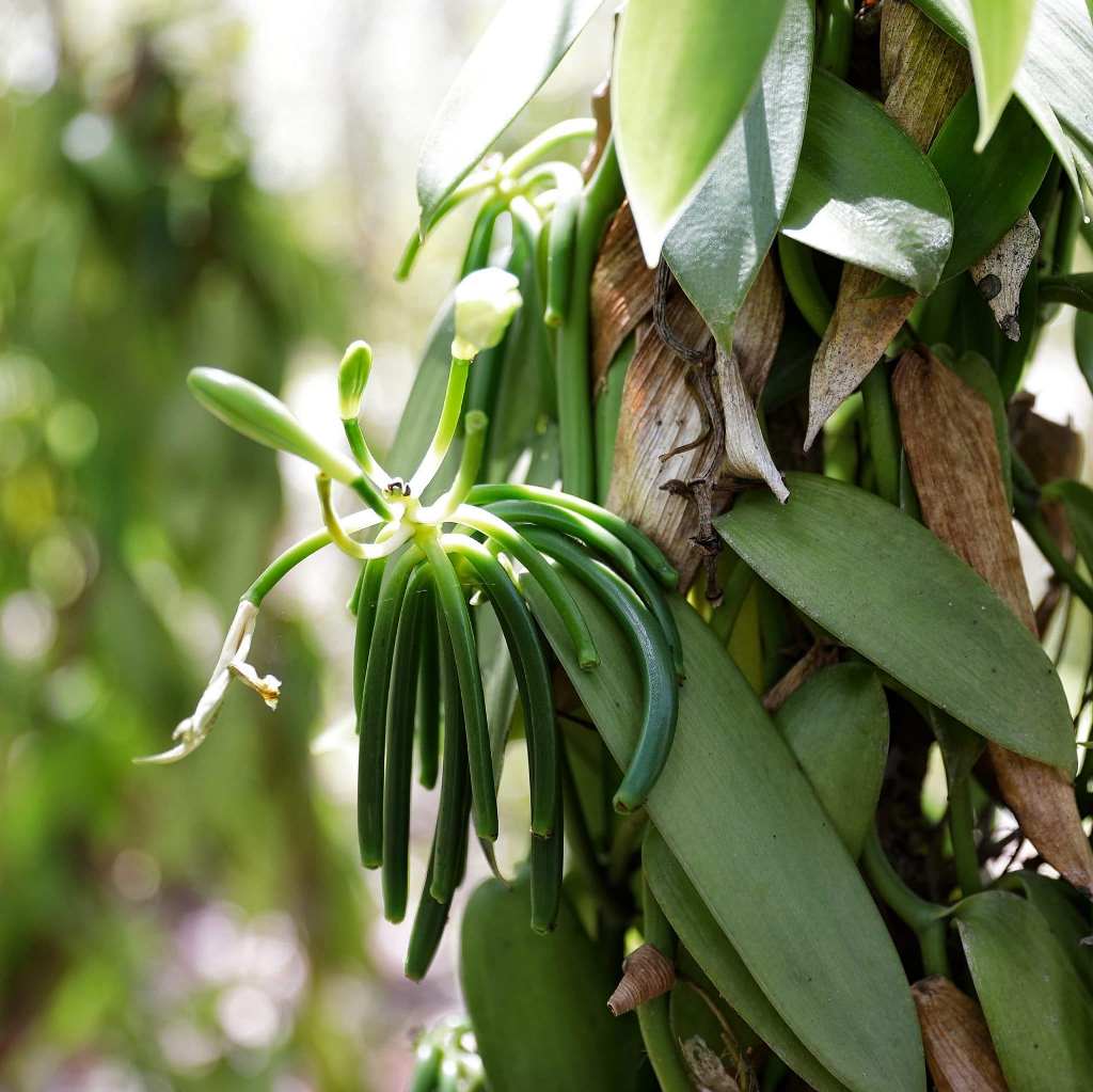  Vanilla Orchid Plant