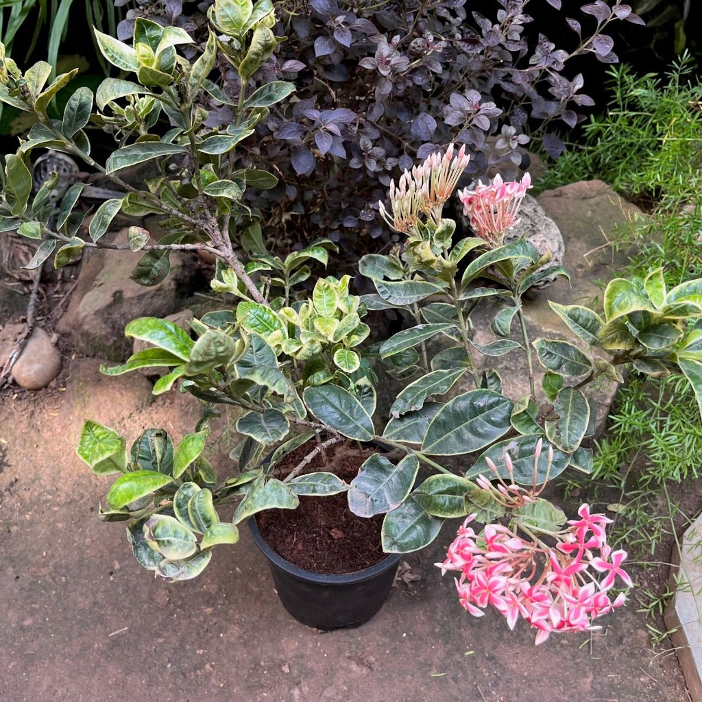  Ixora Frozen Star Plant