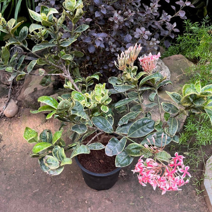  Ixora Frozen Star Plant