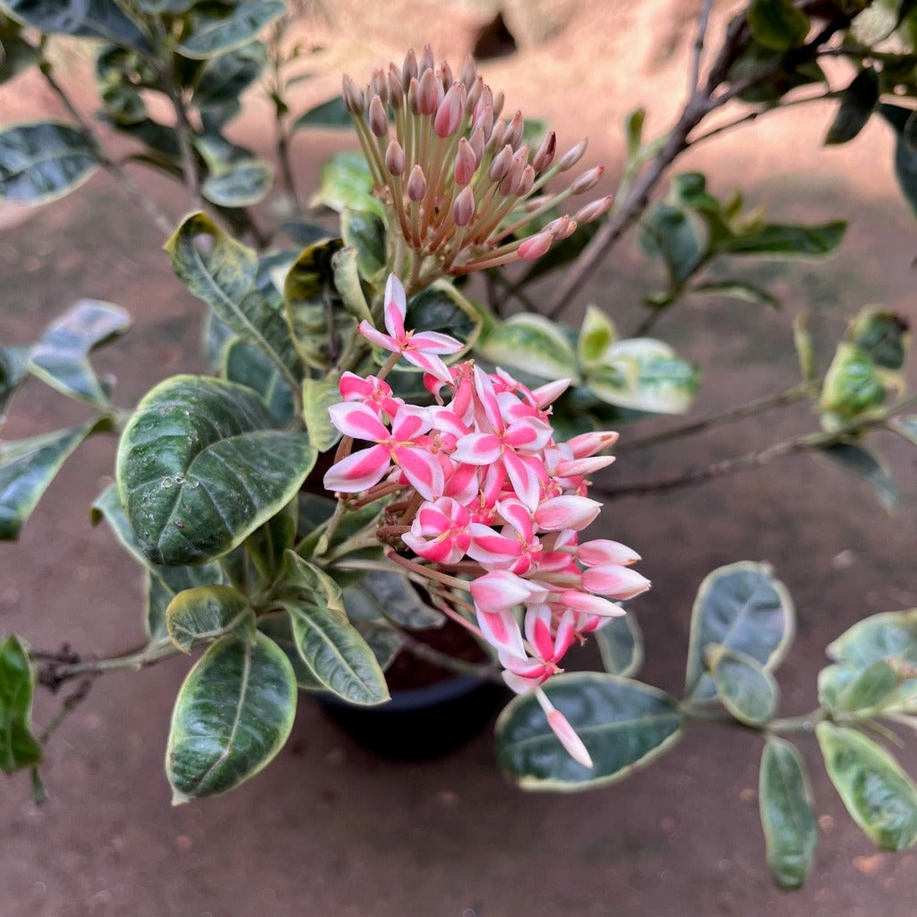  Ixora Frozen Star Plant