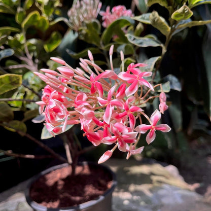  Ixora Frozen Star Plant