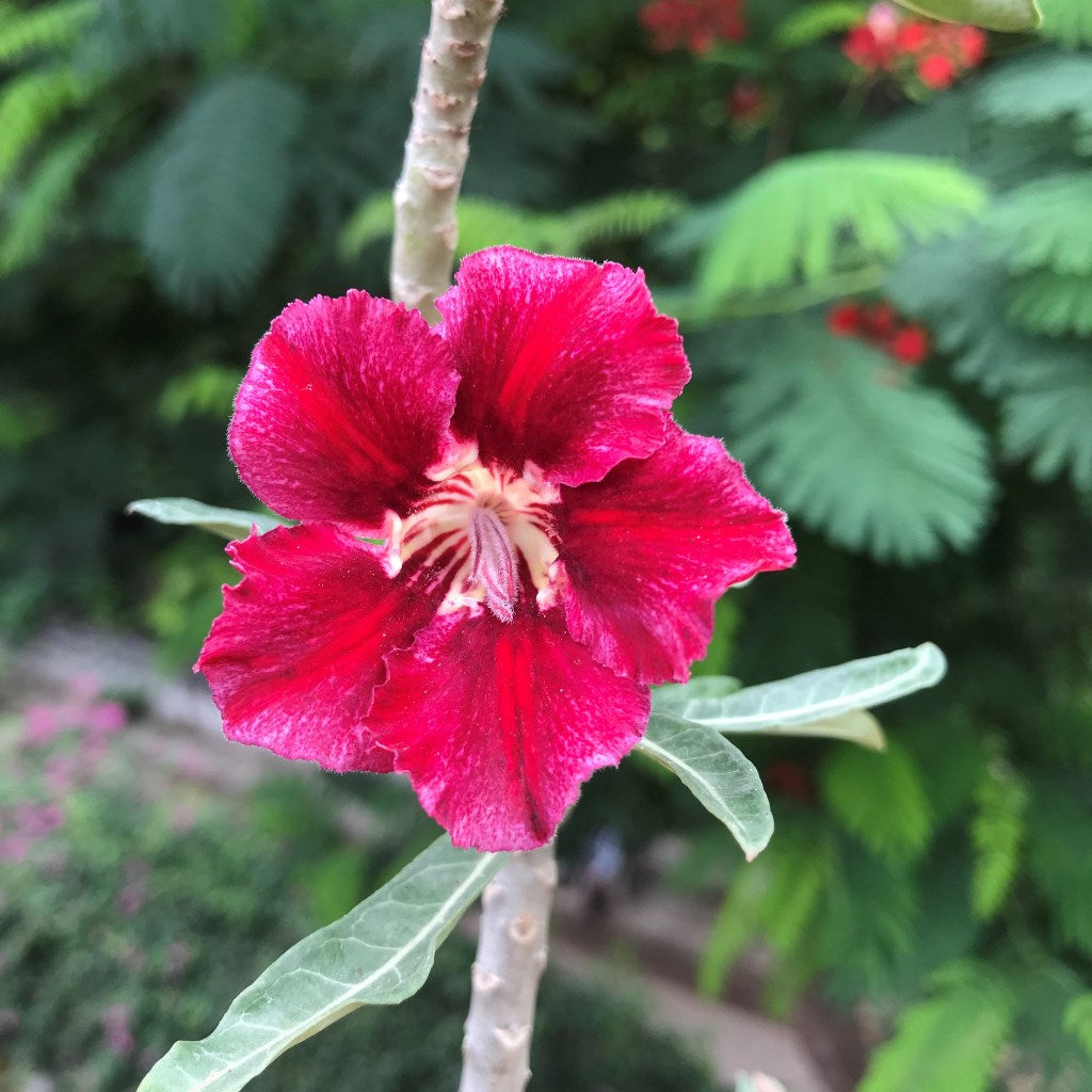  Velvet Beauty Adenium Plant
