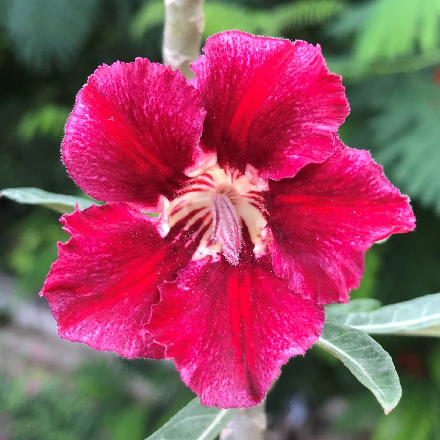  Velvet Beauty Adenium Plant
