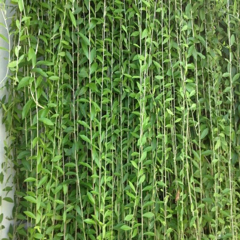  Vernonia Elaeagnifolia Curtain Creeper Plant