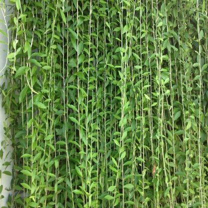  Vernonia Elaeagnifolia Curtain Creeper Plant