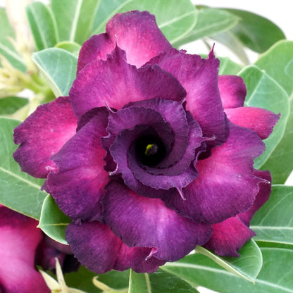  Violet Sabrewing Adenium Plant