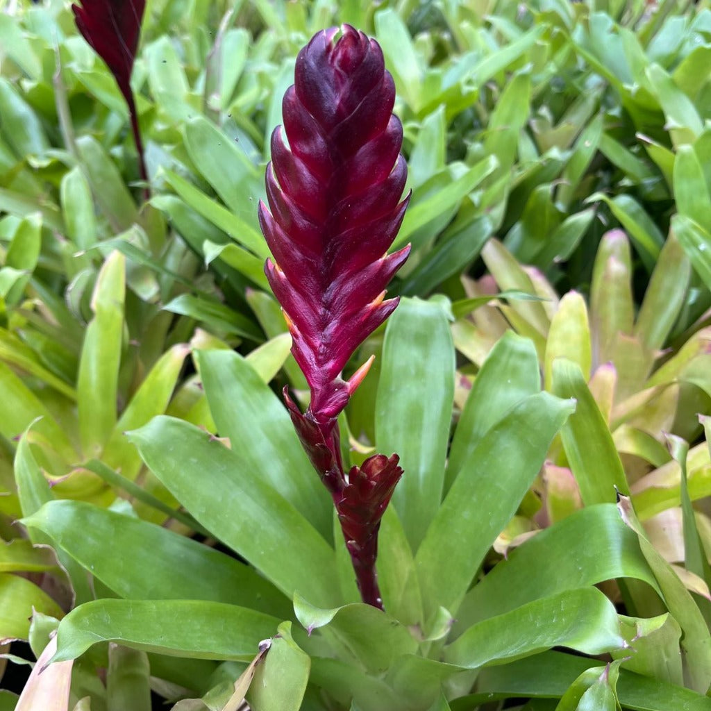  Vriesea Munda Plant