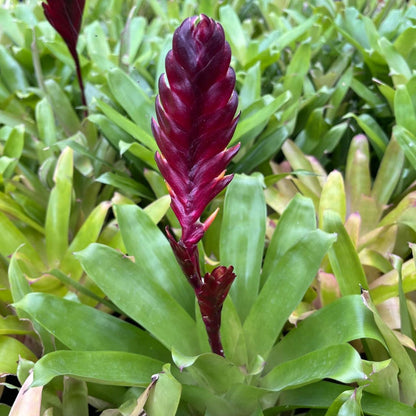  Vriesea Munda Plant