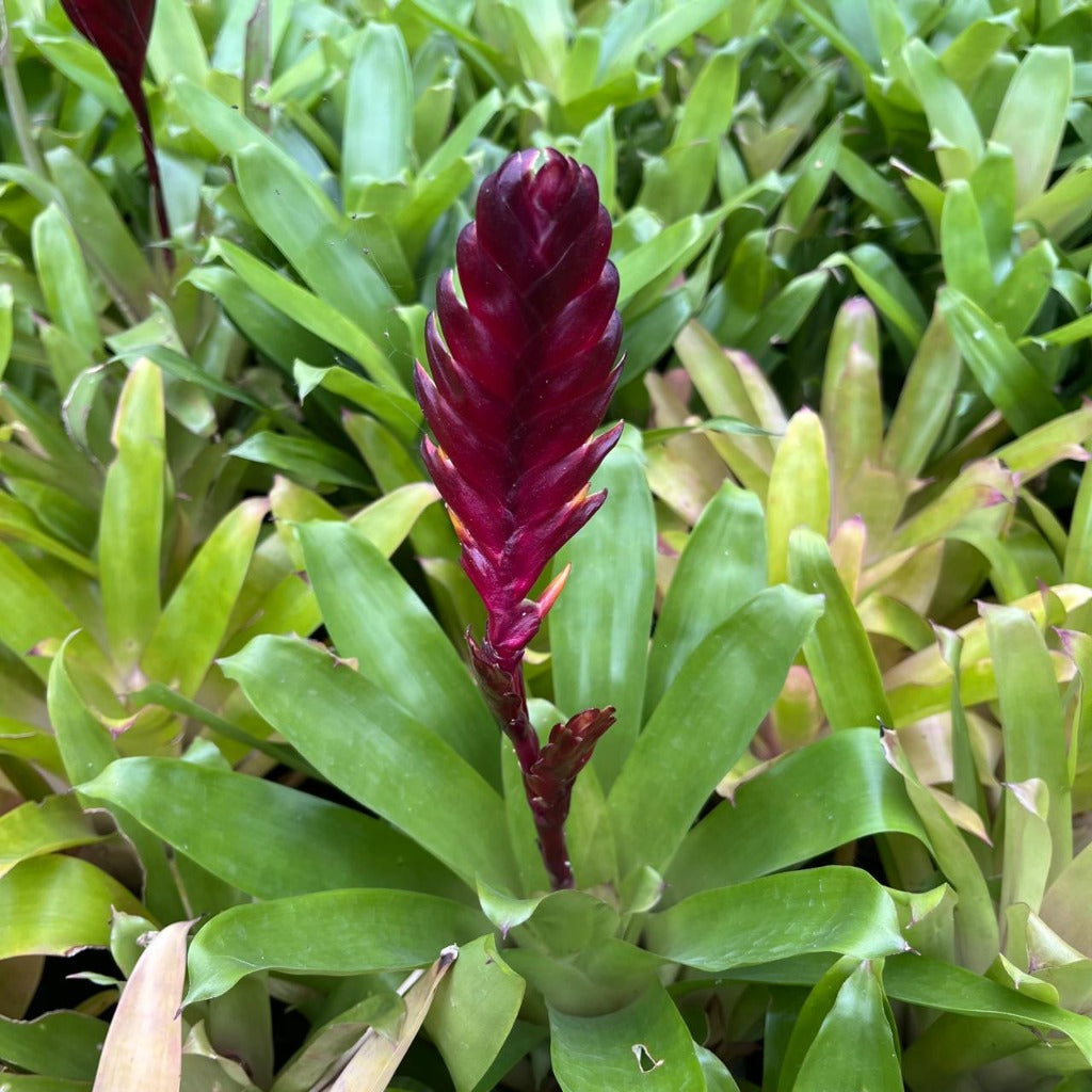  Vriesea Munda Plant