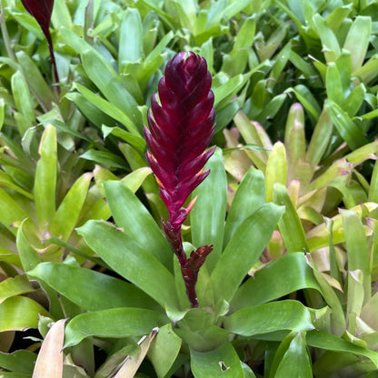  Vriesea Munda Plant