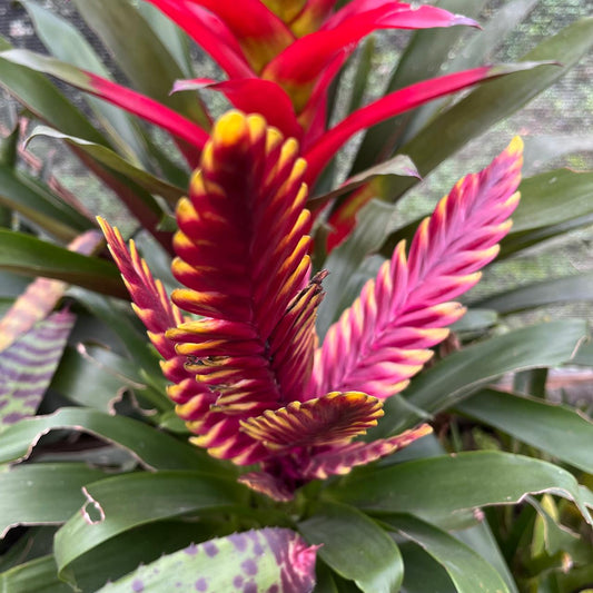  Vriesea Solo Plant