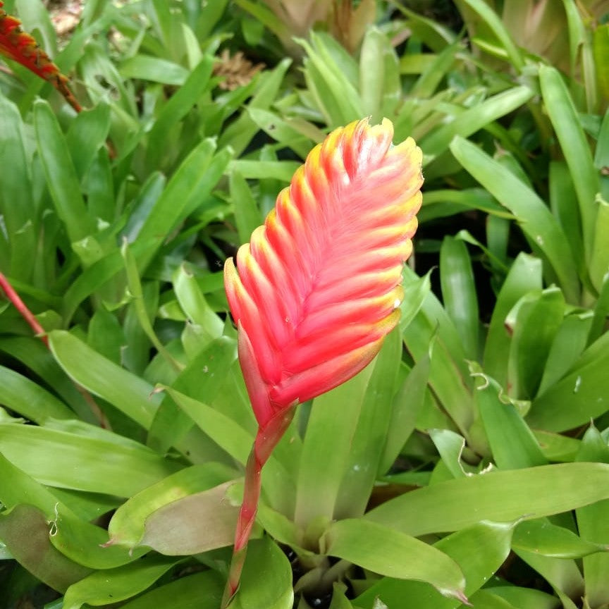  Vriesea Carinata Plant