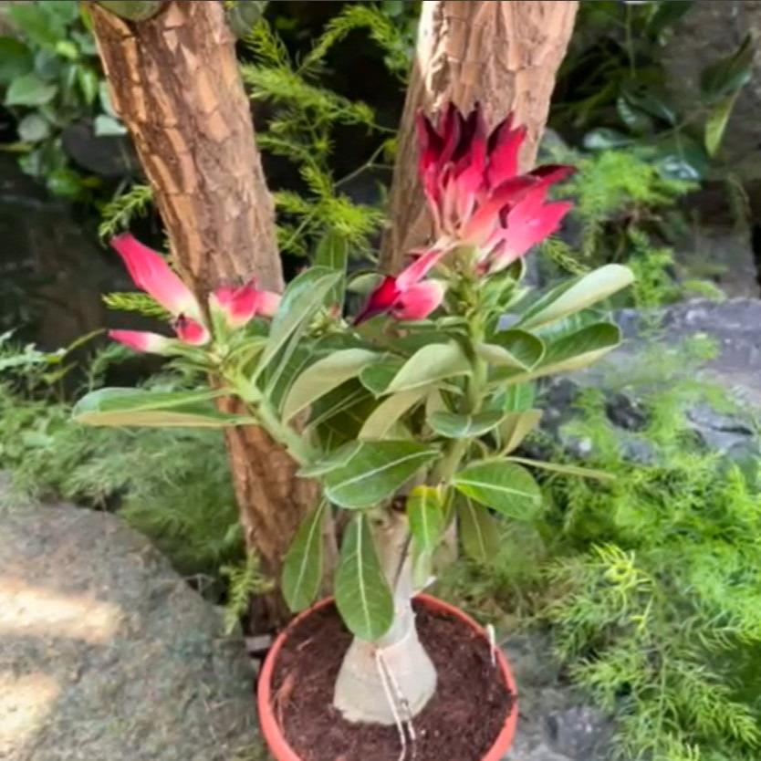  Vulcan Flame Adenium Plant