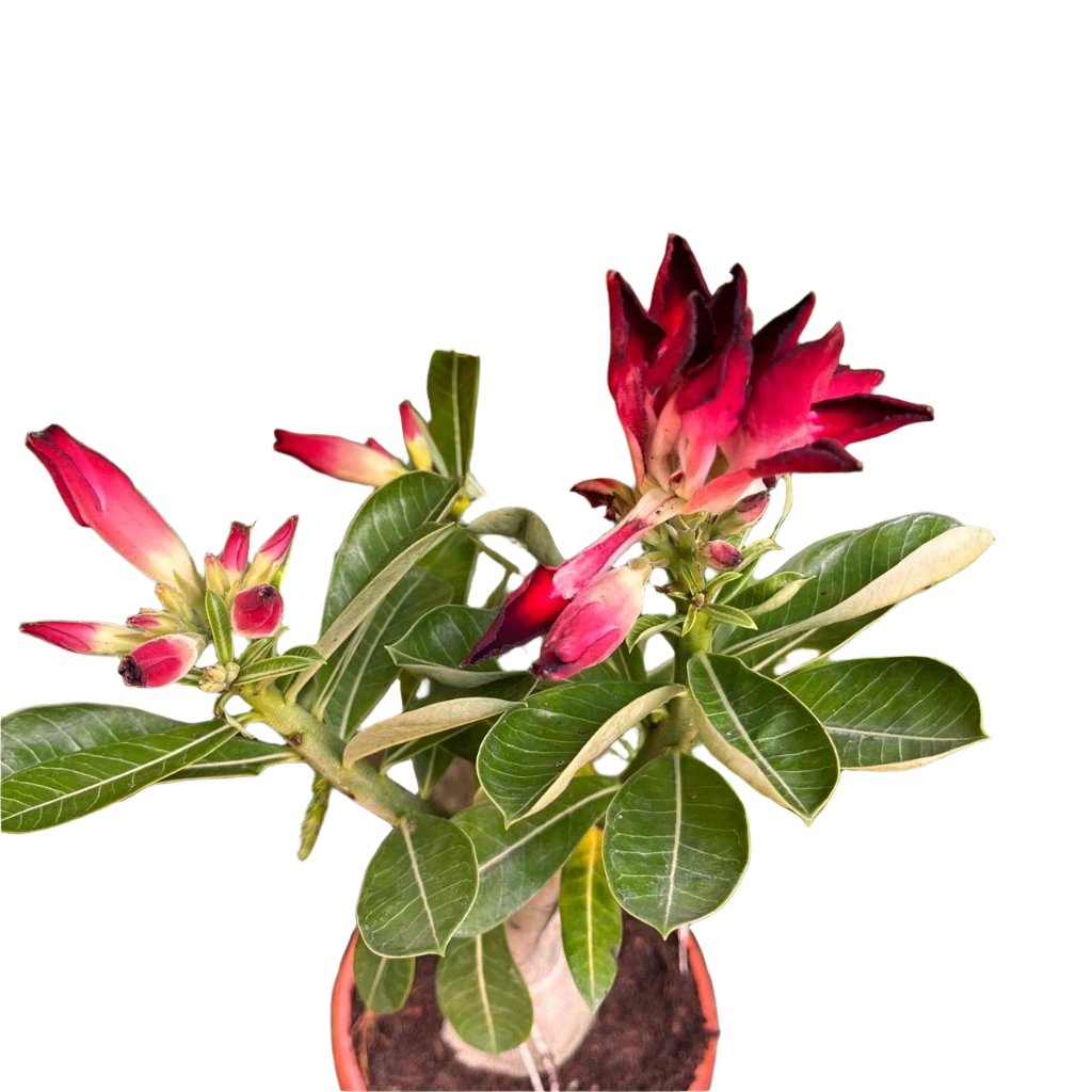  Vulcan Flame Adenium Plant