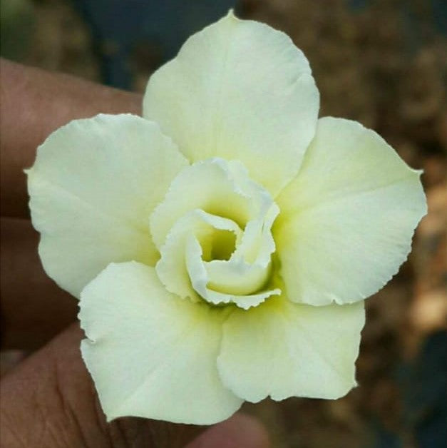  Budgie Beauty Adenium Plant