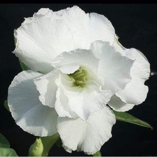  Snowy Flurry Adenium Plant