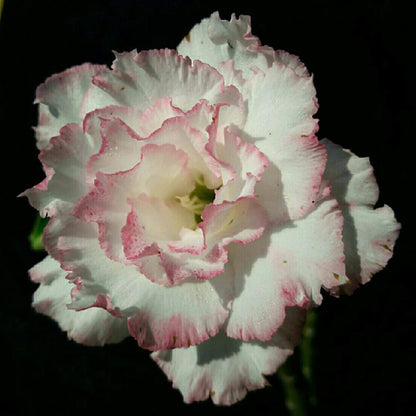  Belleza Adenium Plant