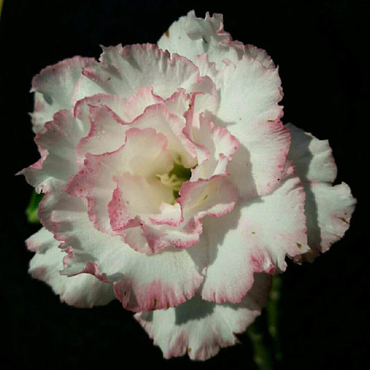  Belleza Adenium Plant