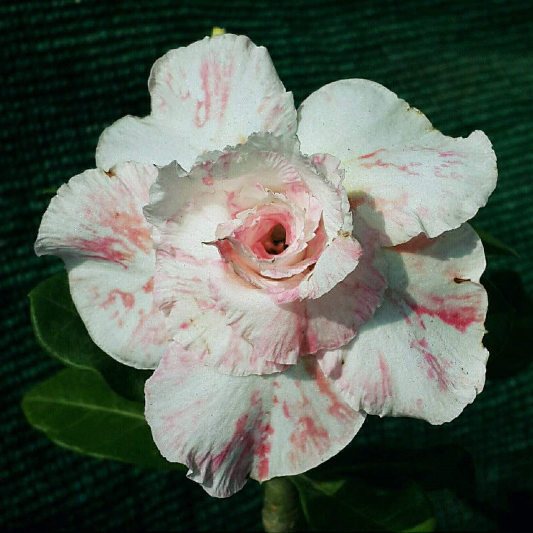  Miss Serenity Adenium Plant