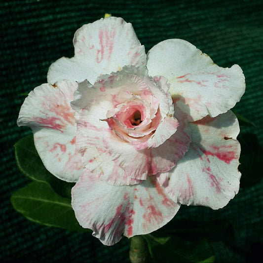  Miss Serenity Adenium Plant