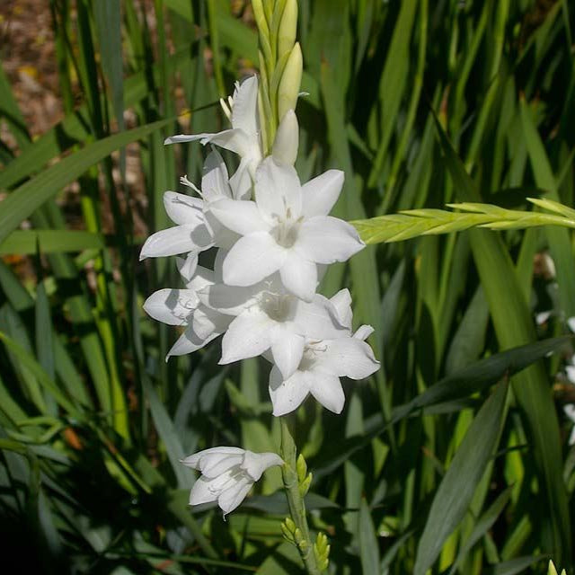  Watsonia Borbonica 'Snow White' Bulbs