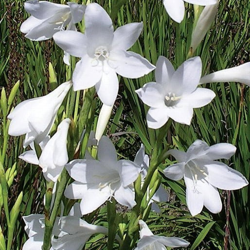  Watsonia Borbonica 'Snow White' Bulbs