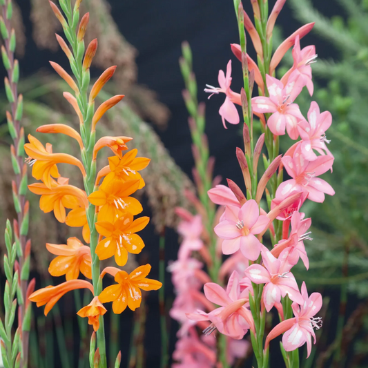  Watsonia Mixed Bulbs