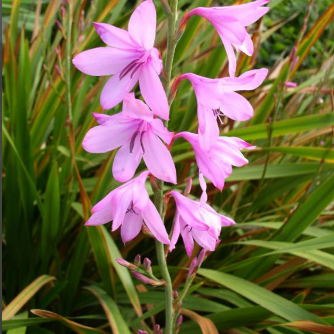  Watsonia Borbonica Bulbs