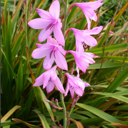  Watsonia Borbonica Bulbs